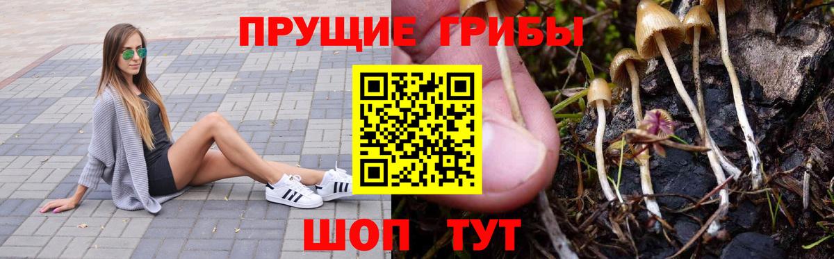 Галлюциногенные грибы Psilocybine cubensis Дятьково